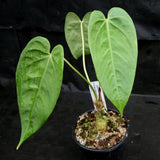 Anthurium rotundistigmatum