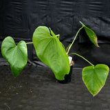 Anthurium rotundistigmatum