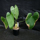 Anthurium rotundistigmatum