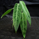 Anthurium aff. cirinoi "Hawaii" x warocqueanum