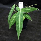 Anthurium aff. cirinoi "Hawaii" x warocqueanum