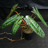 Philodendron billietiae