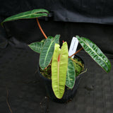 Philodendron billietiae