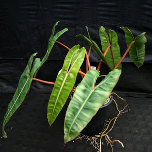 Philodendron billietiae