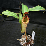 Nepenthes tiveyi "Sarawak Red"