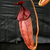 Nepenthes talangensis x robcantleyi