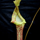 Nepenthes [(lowii x veitchii) x boschiana]-yellow x platychila, CAR-0084