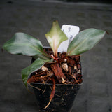 Philodendron Red Heart