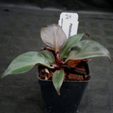 Philodendron Red Heart