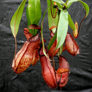 Nepenthes thorelii x hamata