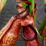 Nepenthes thorelii x hamata