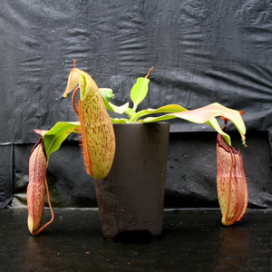 Nepenthes sumudera, BE-3172