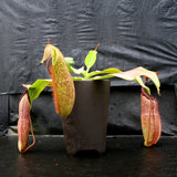 Nepenthes sumudera, BE-3172