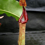 Nepenthes maxima (M) x truncata Red - Exact Plant 01/19/24