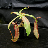 Nepenthes sumudera, BE-3172