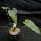 Anthurium recavum