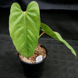 Anthurium recavum