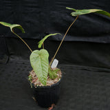 Anthurium recavum