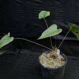 Anthurium recavum