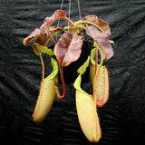 Nepenthes maxima BE-3543