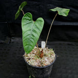 Anthurium recavum