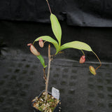 Nepenthes maxima x talangensis "Lady Pauline", BE-3679