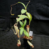 Nepenthes maxima x talangensis "Lady Pauline", BE-3679