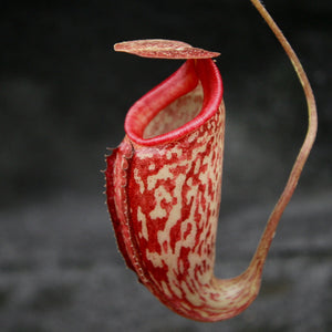 Nepenthes maxima x talangensis "Lady Pauline", BE-3679