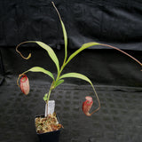 Nepenthes maxima x talangensis "Lady Pauline", BE-3679