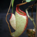 Nepenthes maxima x talangensis "Lady Pauline", BE-3679