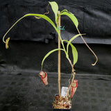 Nepenthes maxima x talangensis "Lady Pauline", BE-3679