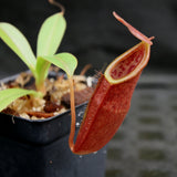 Nepenthes inermis x bongso, BE-3897