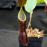 Nepenthes sanguinea