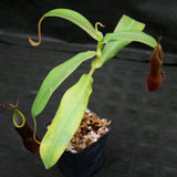 Nepenthes sanguinea