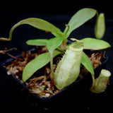 Nepenthes spectabilis x bongso