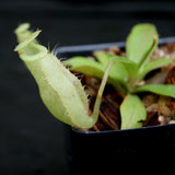 Nepenthes spectabilis x bongso