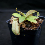 Nepenthes spectabilis x bongso