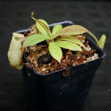 Nepenthes spectabilis x bongso