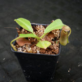 Nepenthes robcantleyi x zakariana, BE-3893