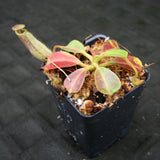 Nepenthes robcantleyi x zakariana, BE-3893