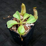 Nepenthes robcantleyi x zakariana, BE-3893