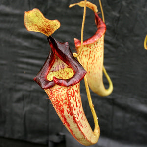 Nepenthes spathulata x platychila, BE-3945