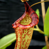 Nepenthes spathulata x platychila, BE-3945