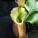 Nepenthes veitchii ("Big Mama" x "Pink Candy Cane"), CAR-0001 - Exact Plant 03/15/24