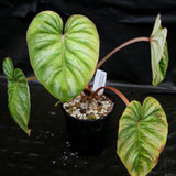 Philodendron mamei var Karol Villena