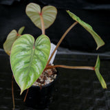 Philodendron mamei var Karol Villena