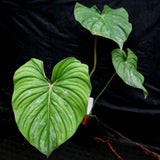 Philodendron sodiroi aff