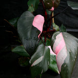 Philodendron 'Pink Princess'