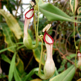 Nepenthes graciliflora variegated