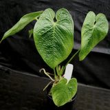 Anthurium rugulosum